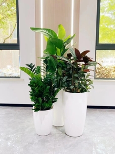 探寻宁波前湾盆景租赁设计，解锁别样风情><div class=